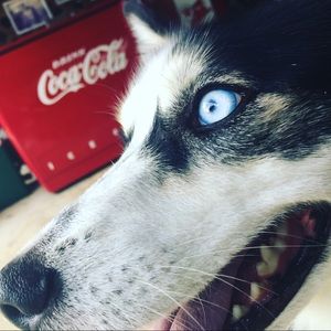 Meet your Posher, Carli